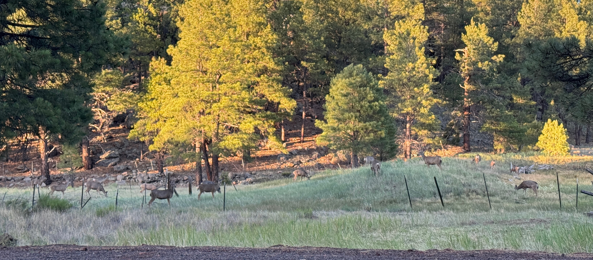 Open meadow surrounded by ponderosa pines